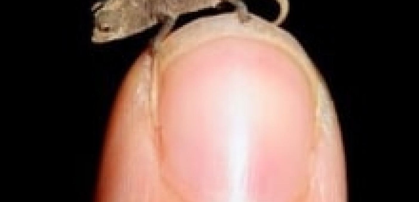 MANHOG + KALISTO BAY + BRONTOSAURUS