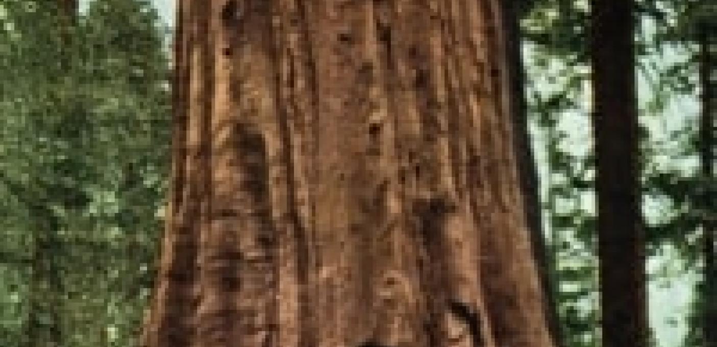 Garageconcerten - SEQUOIA